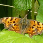 orange and black butterfly on green leaves