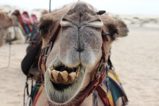 Close-up photo of a camel by  Nesha Thich from Unsplash.com