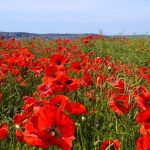 Lest we forget: 100 years since Passchendaele
