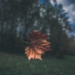 Canada Day for good and ill